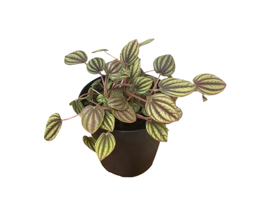 Peperomia Piccolo banda