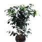 Ficus Benjamina Weeping Fig