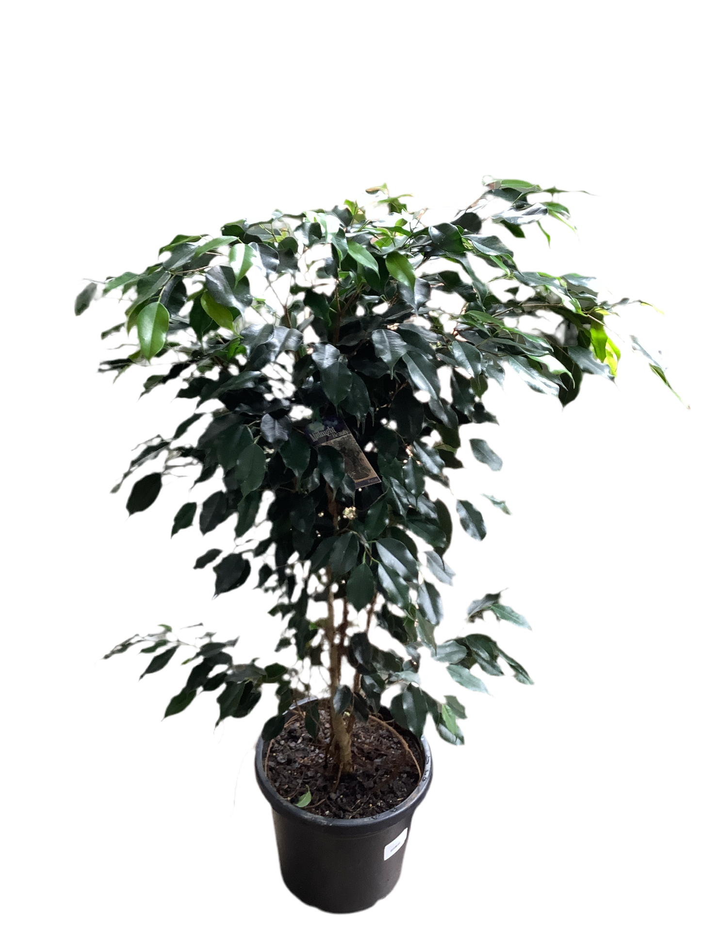 Ficus Benjamina Weeping Fig