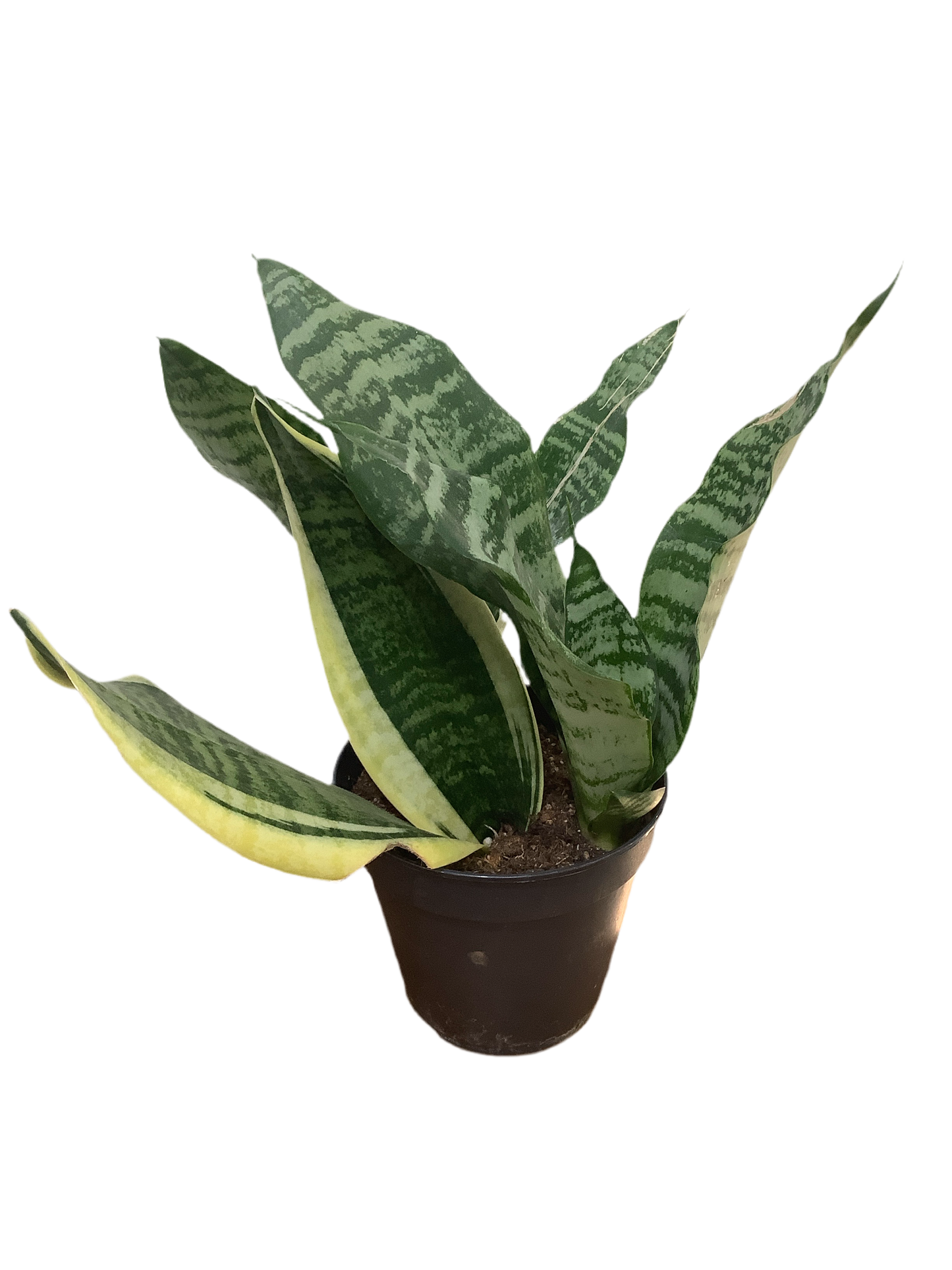 Assorted Sansevieria Snake Plant