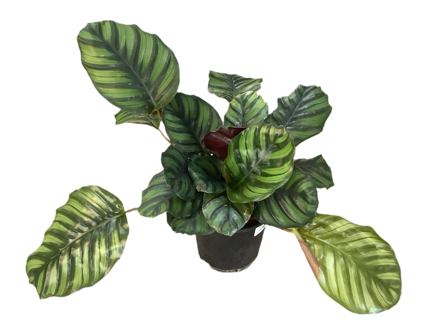 Calathea Fasciata