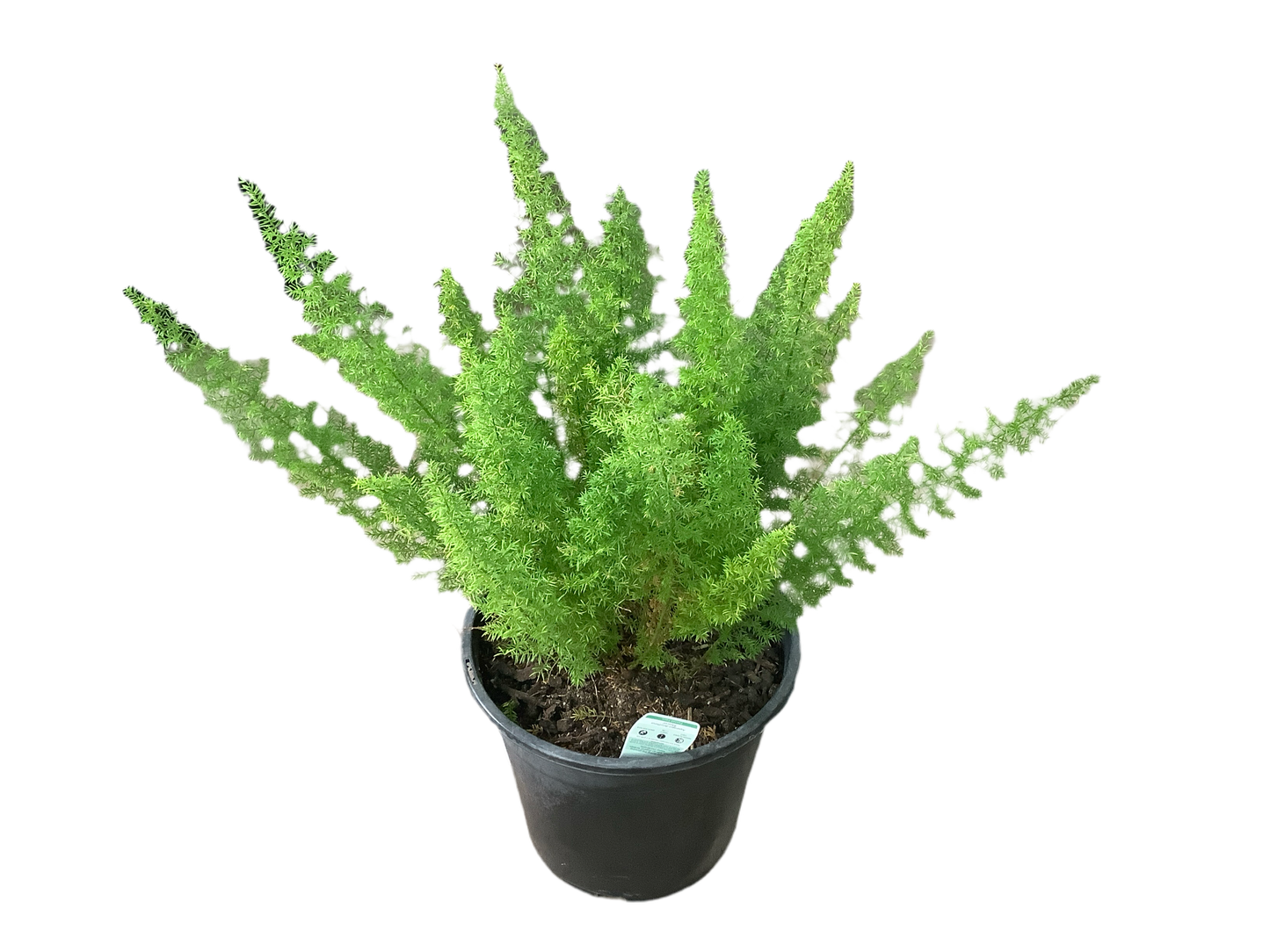 Asparagus meyerii 'Foxtail Fern'