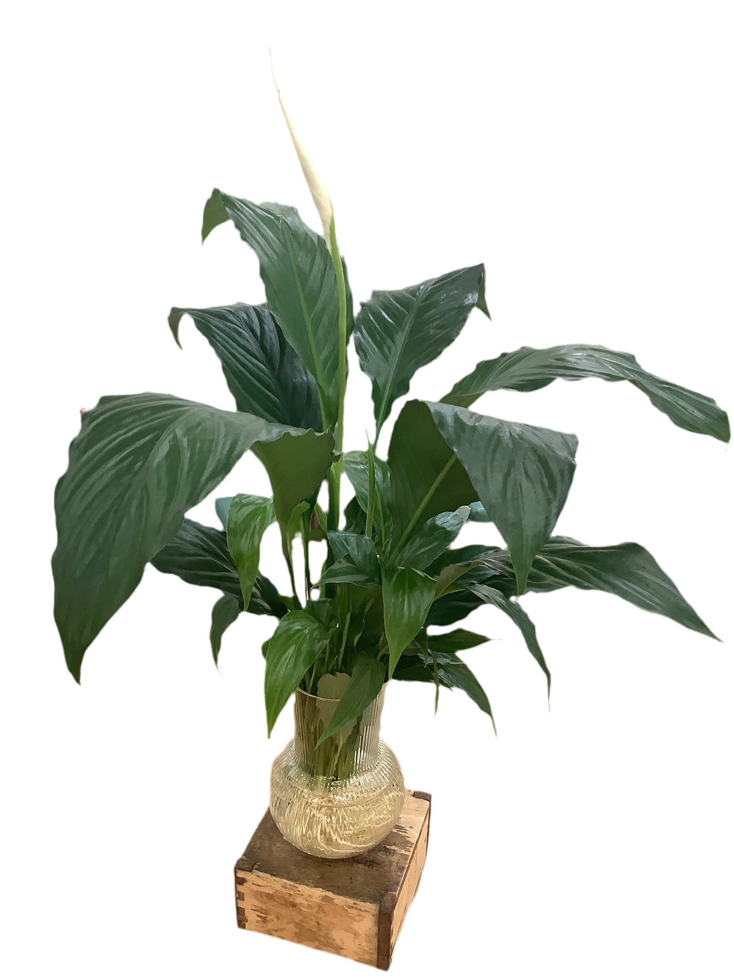 Hydro Spathiphyllum 'Peace Lily'