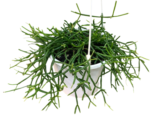 Rhipsalis Varieties