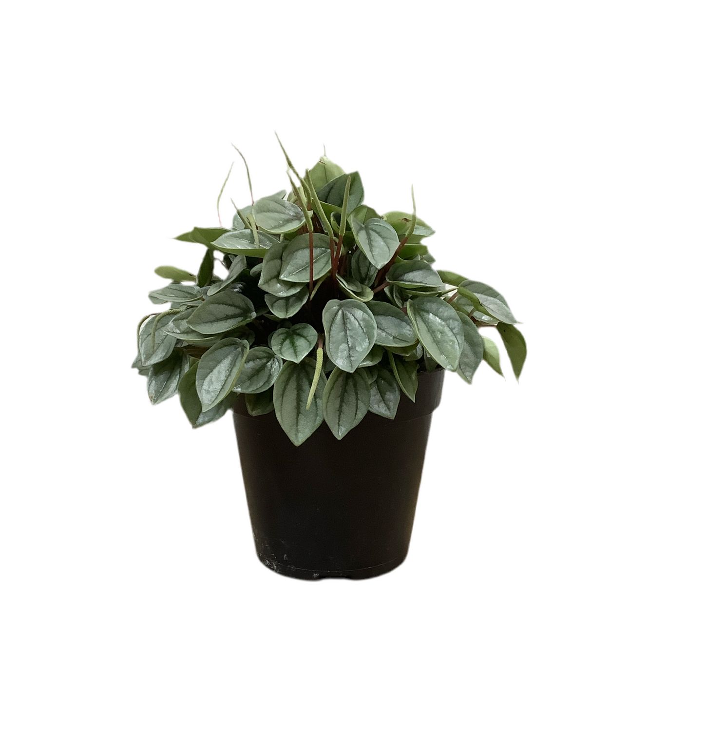 Peperomia Caperata Milano