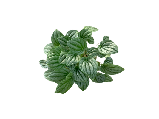 Peperomia Caperata ‘Moonlight’ PBR