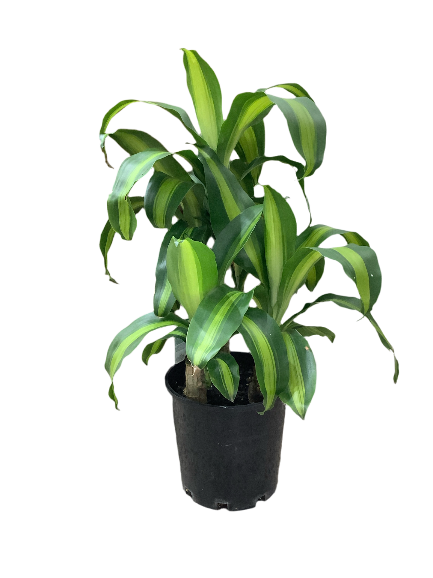 Dracaena fragans 'Happy Plant'