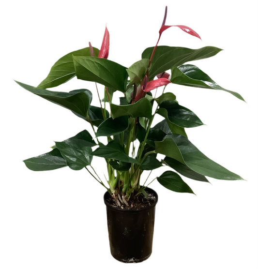 Anthurium ‘Red Beauty’