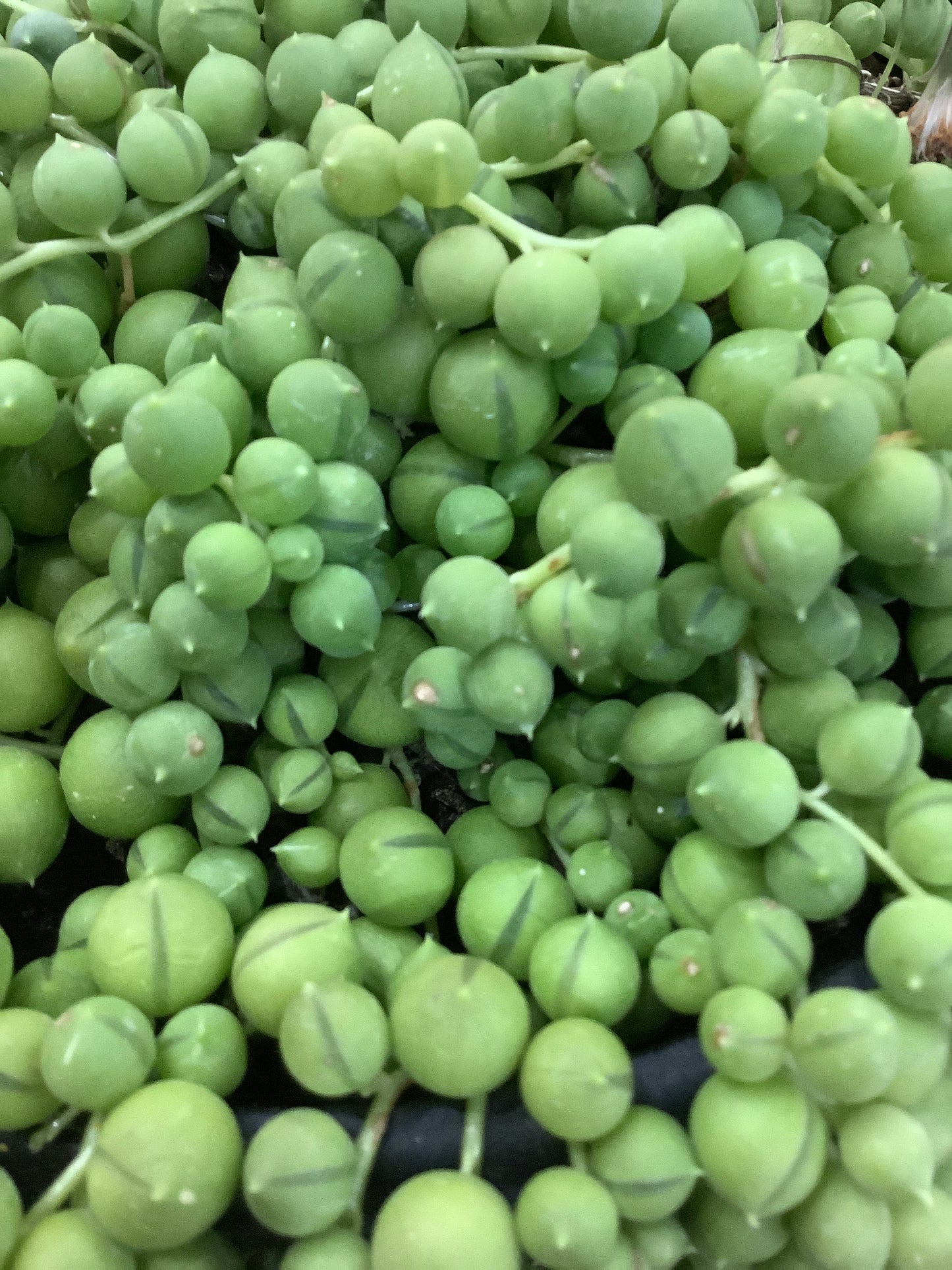 Senecio rowleyanus String of pearls