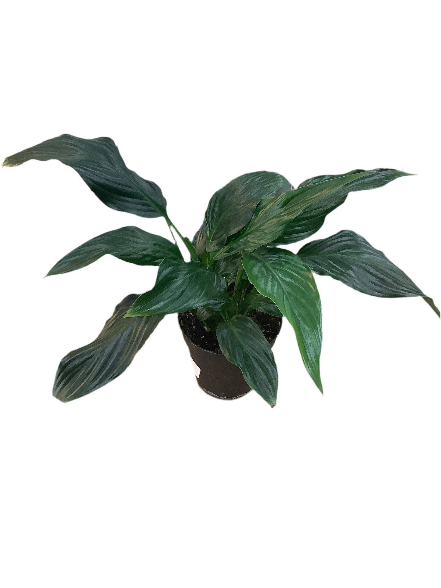 Assorted Spathiphyllum 'Peace Lily'