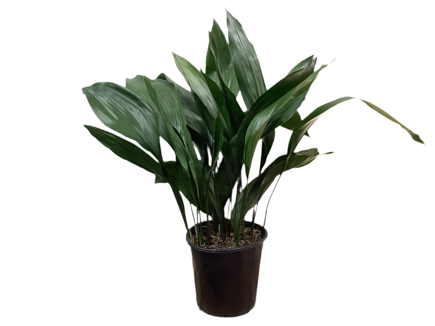 Aspidistra Elatior ‘Cast Iron Plant’