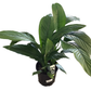 Assorted Spathiphyllum 'Peace Lily' Giant Sensation/Blue Moon