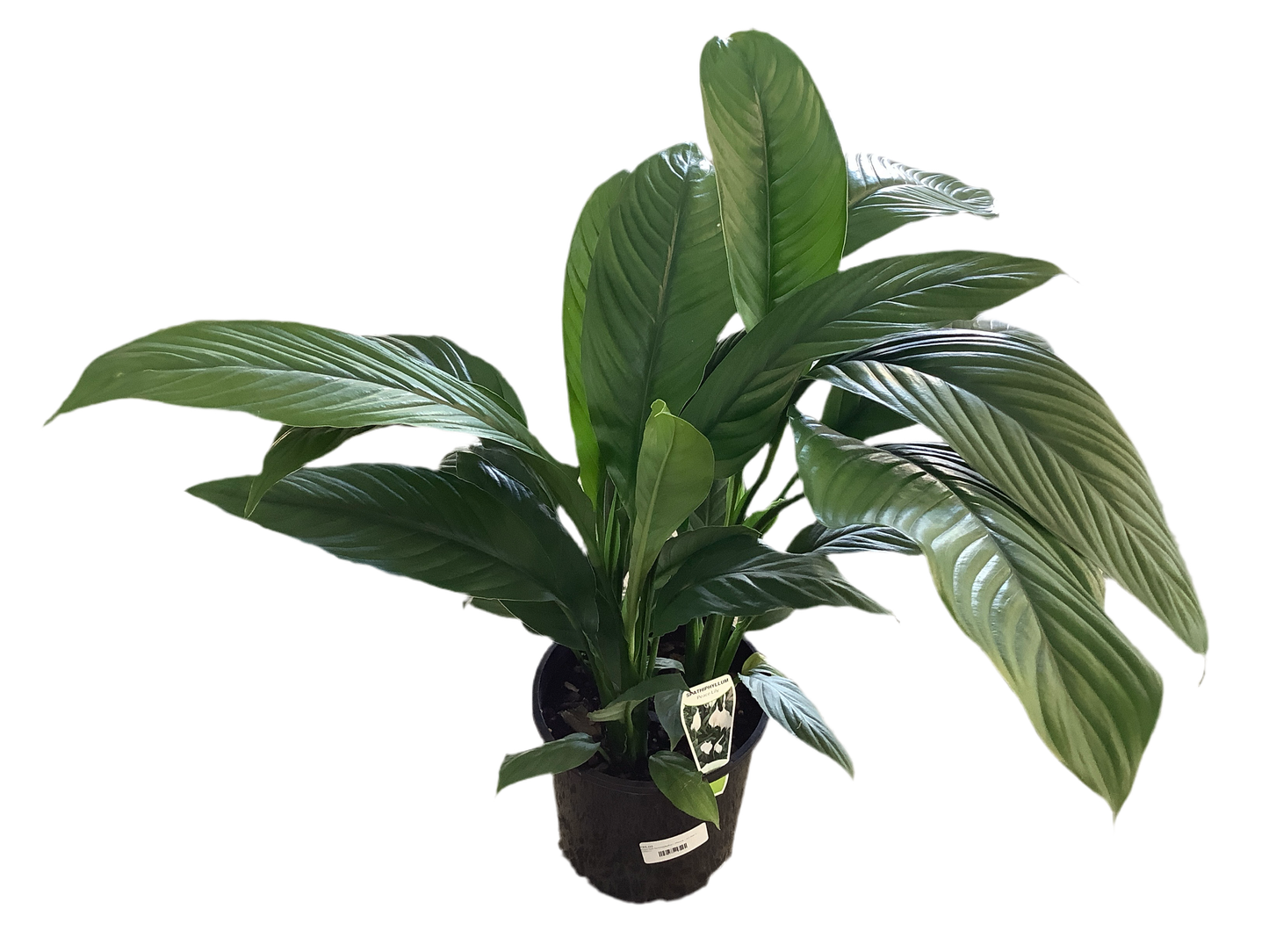 Assorted Spathiphyllum 'Peace Lily' Giant Sensation/Blue Moon