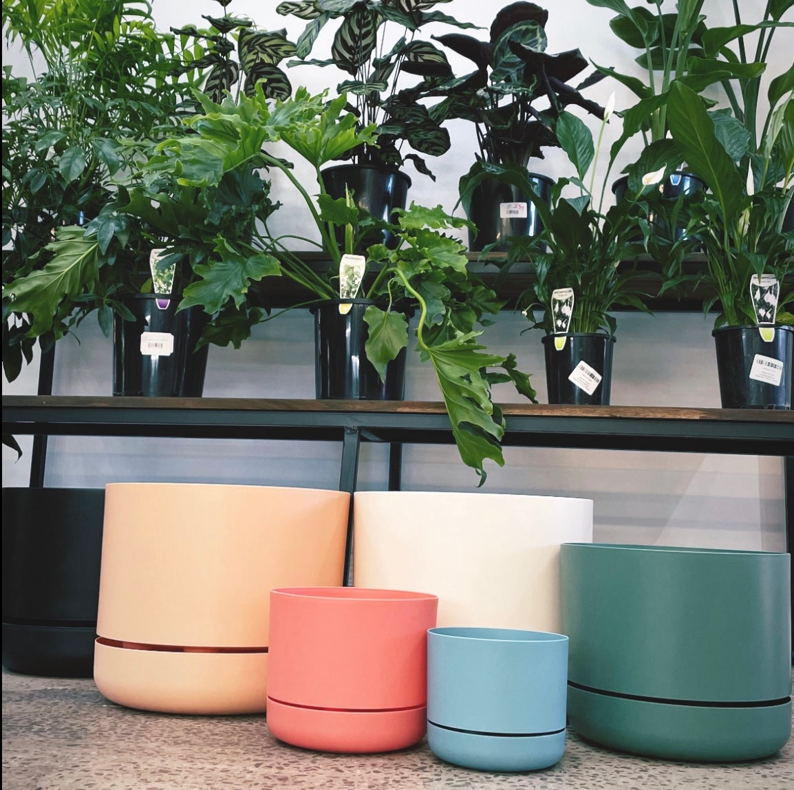 Mr Kitly Self-Watering Plant Pot varieties