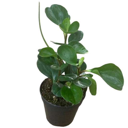 Peperomia obtusifolia