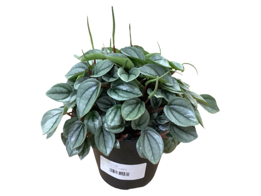 Peperomia caperata 'Milano'