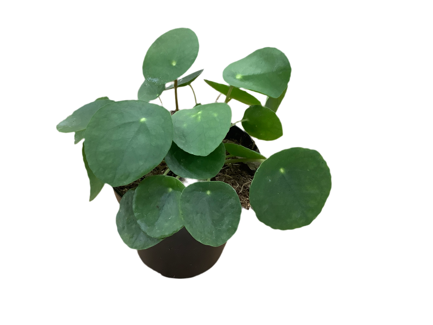 Assorted Pilea peperomioides (Chinese Money Plant)