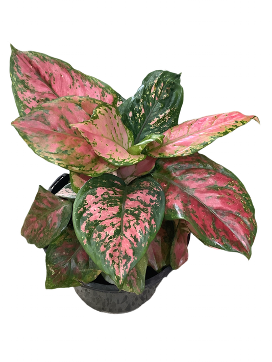 Assorted Aglaonema