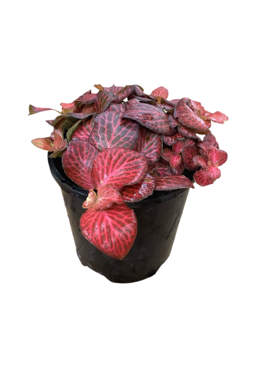 Assorted Fittonia Nerve Plant