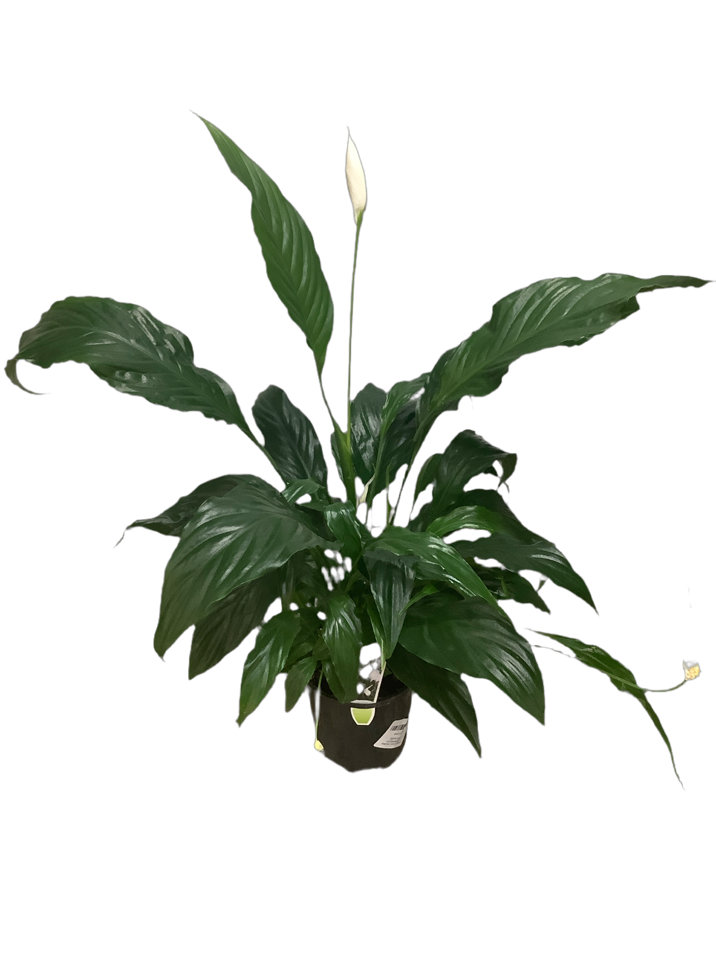 Assorted Spathiphyllum 'Peace Lily'