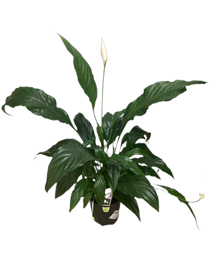 Assorted Spathiphyllum 'Peace Lily'