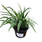 Chlorophytum comosum spider plant