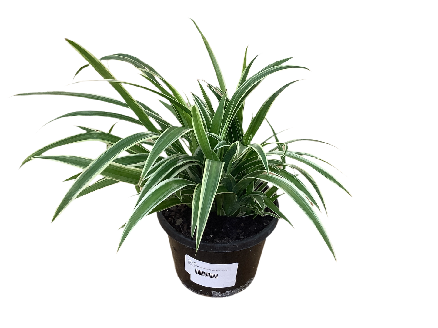 Chlorophytum comosum spider plant