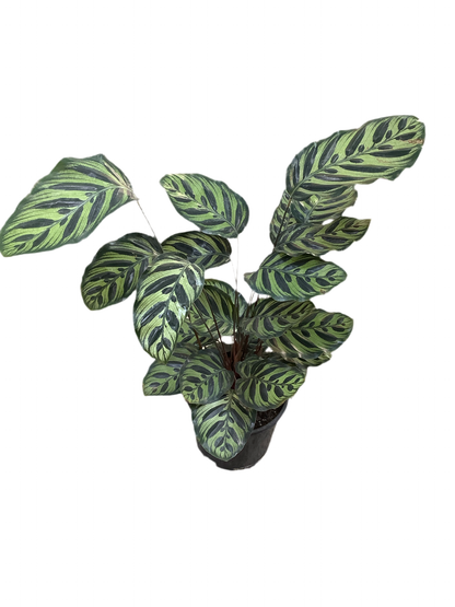 Calathea 'Makoyana'