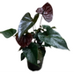 Anthurium 'Black Beauty'