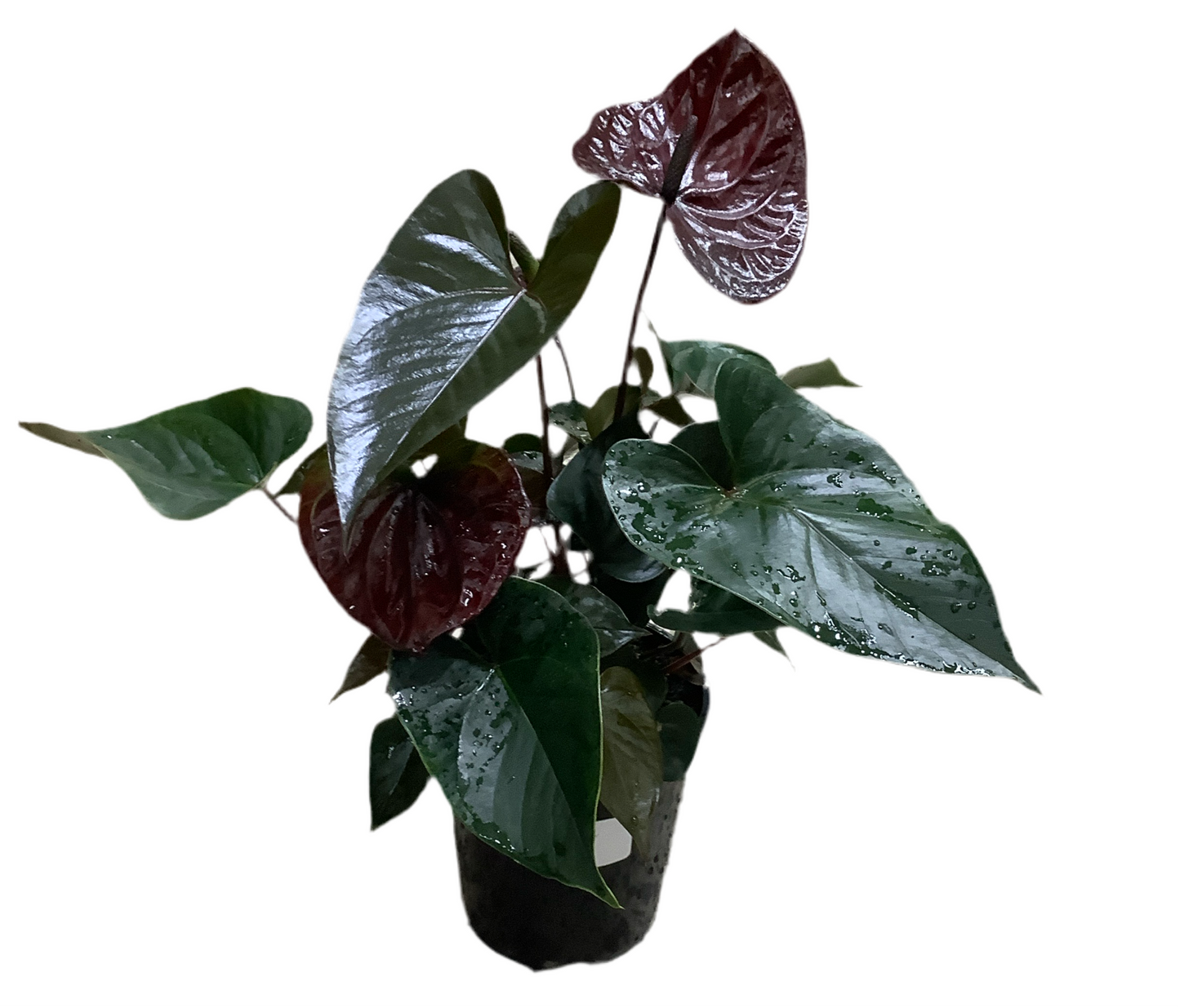 Anthurium 'Black Beauty'