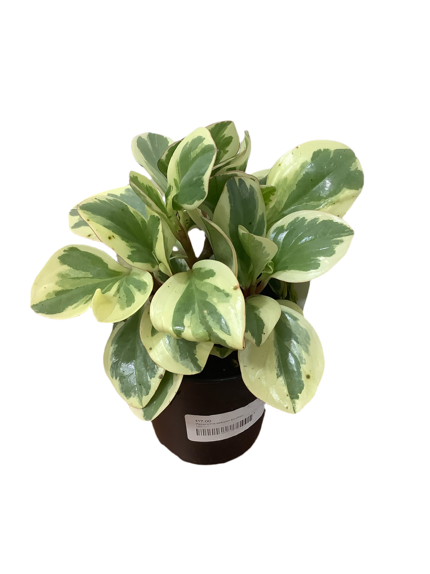 Peperomia obtipan bicolour