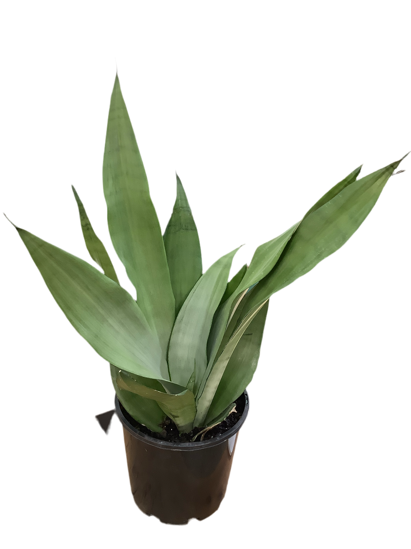 Sansevieria Moonshine