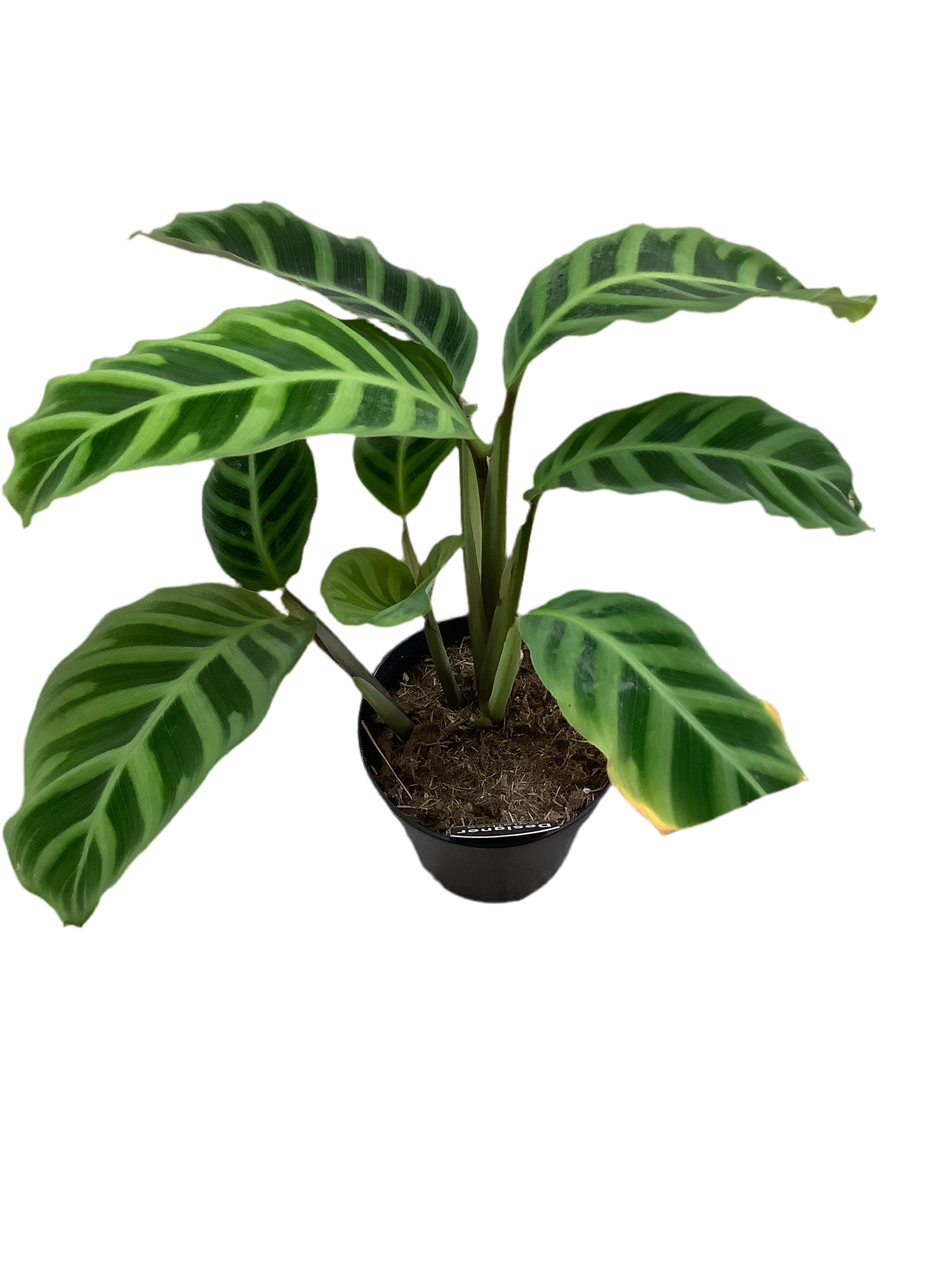 Calathea 'Zebrina'