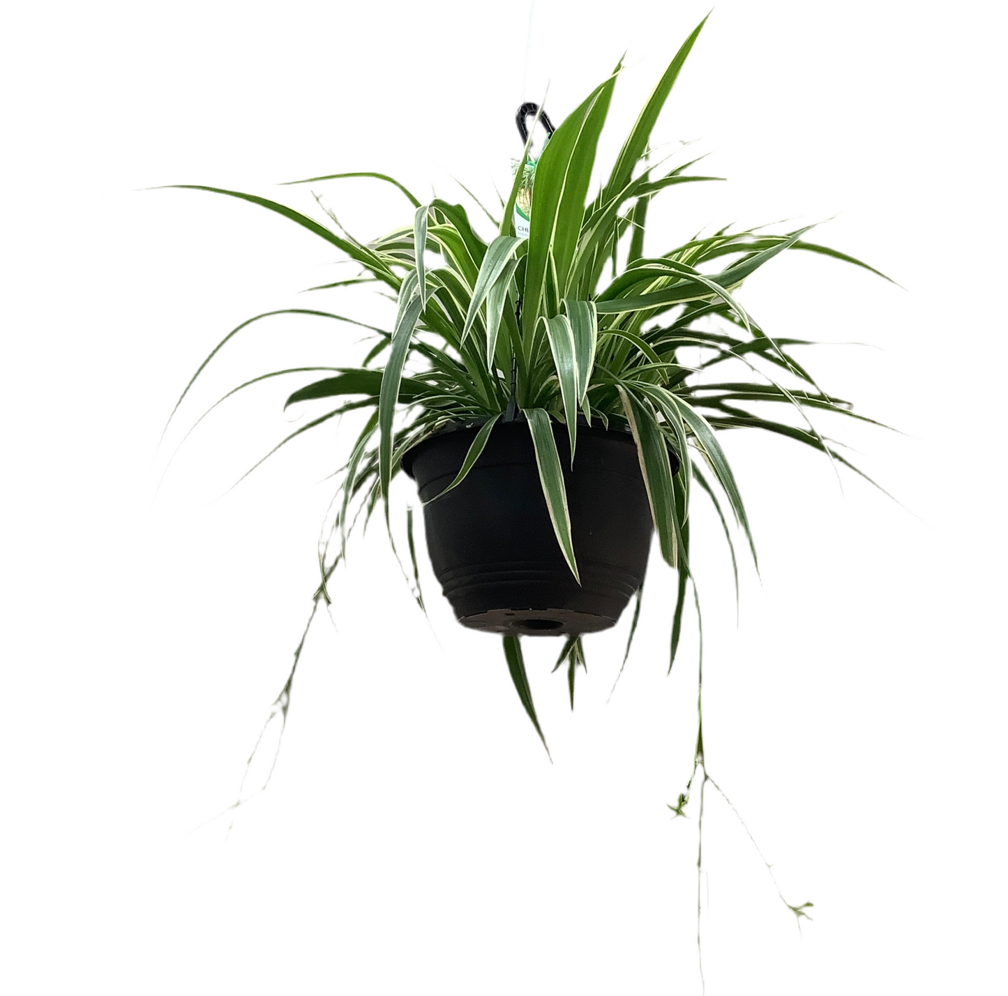 Chlorophytum comosum spider plant