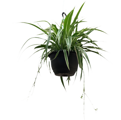 Chlorophytum comosum spider plant