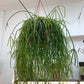 Rhipsalis Varieties