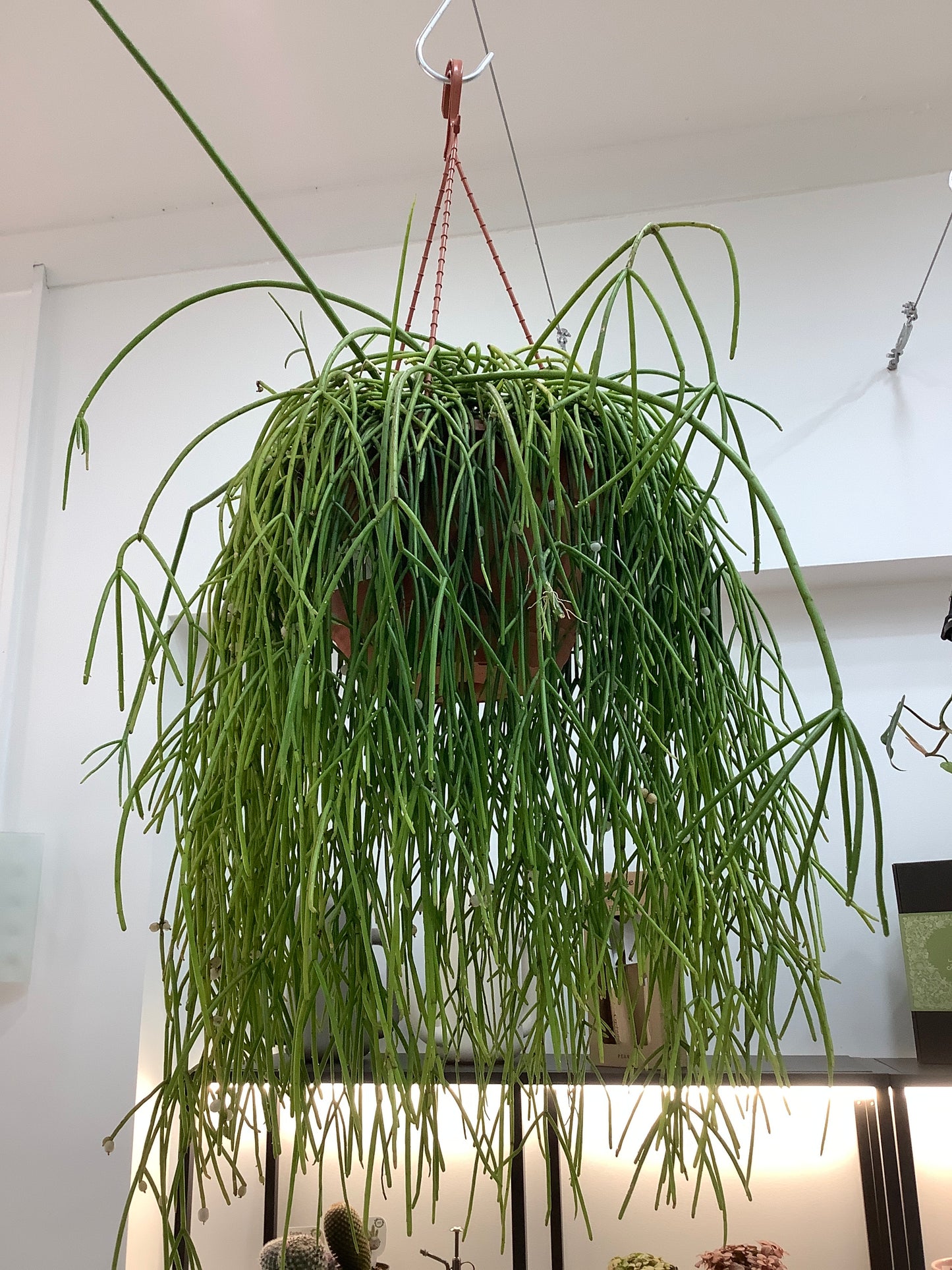 Rhipsalis Varieties