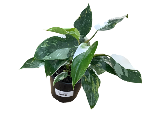 Philodendron erubescens ‘White Princess’