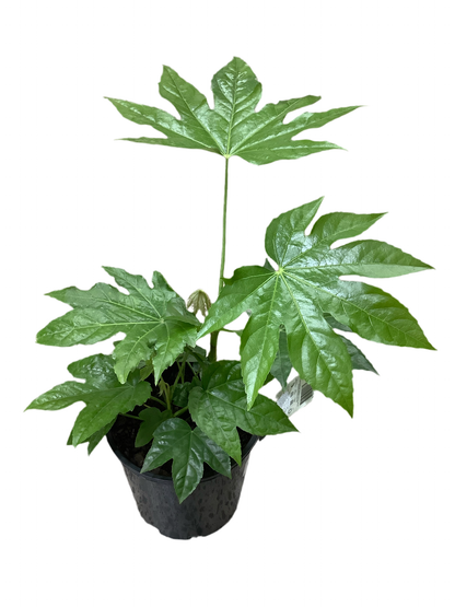 Fatsia japonica 'Japanese Aralia'