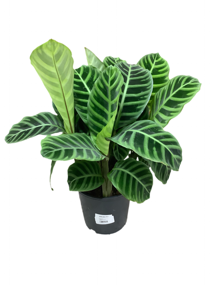 Calathea 'Zebrina'