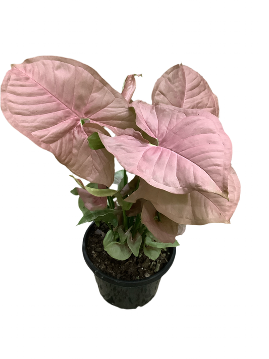 Syngonium Neon