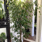 Ficus Benjamina Weeping Fig