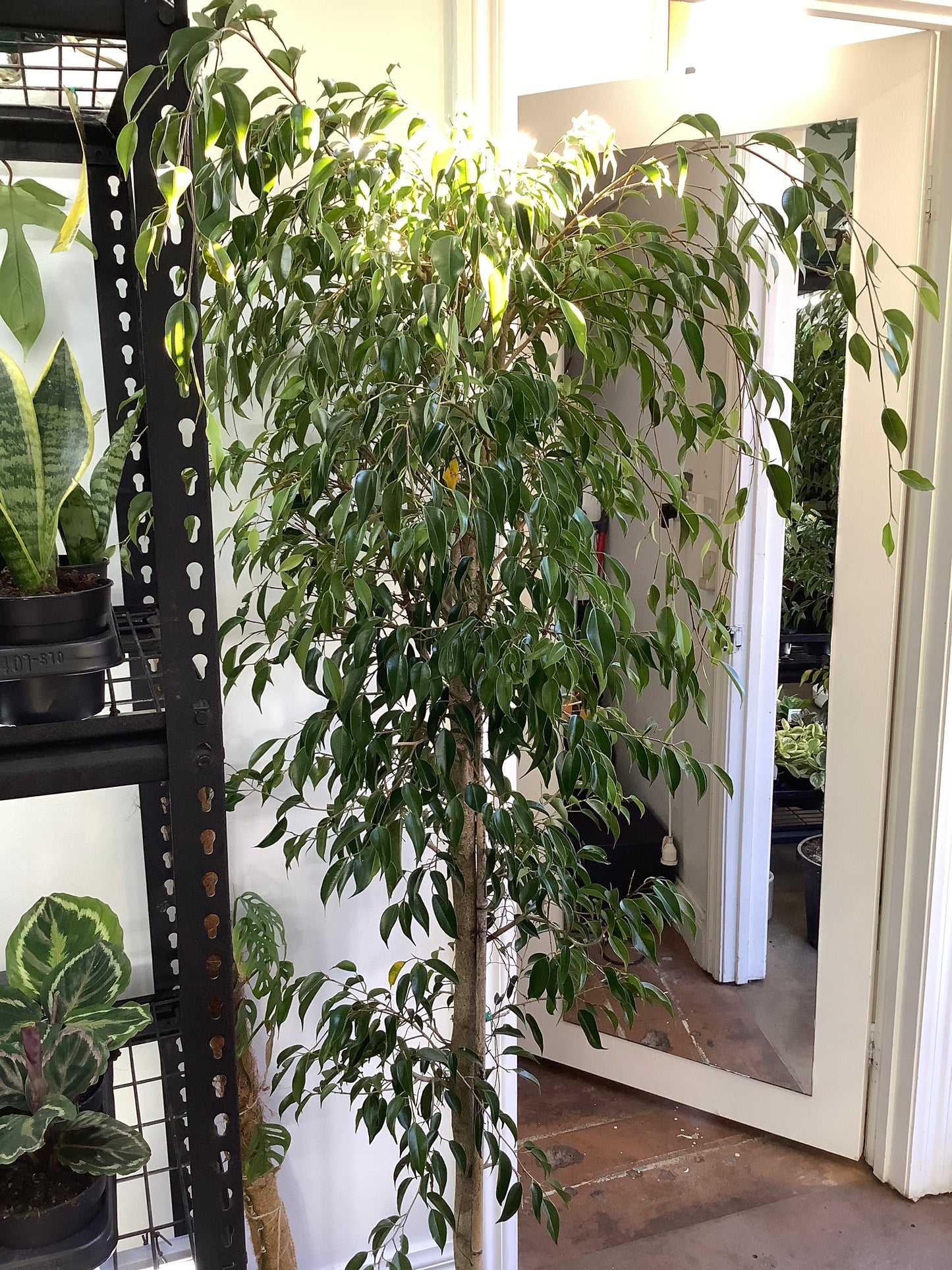 Ficus Benjamina Weeping Fig