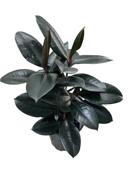 Assorted Ficus Elastica Burgundy- Rubber Plant