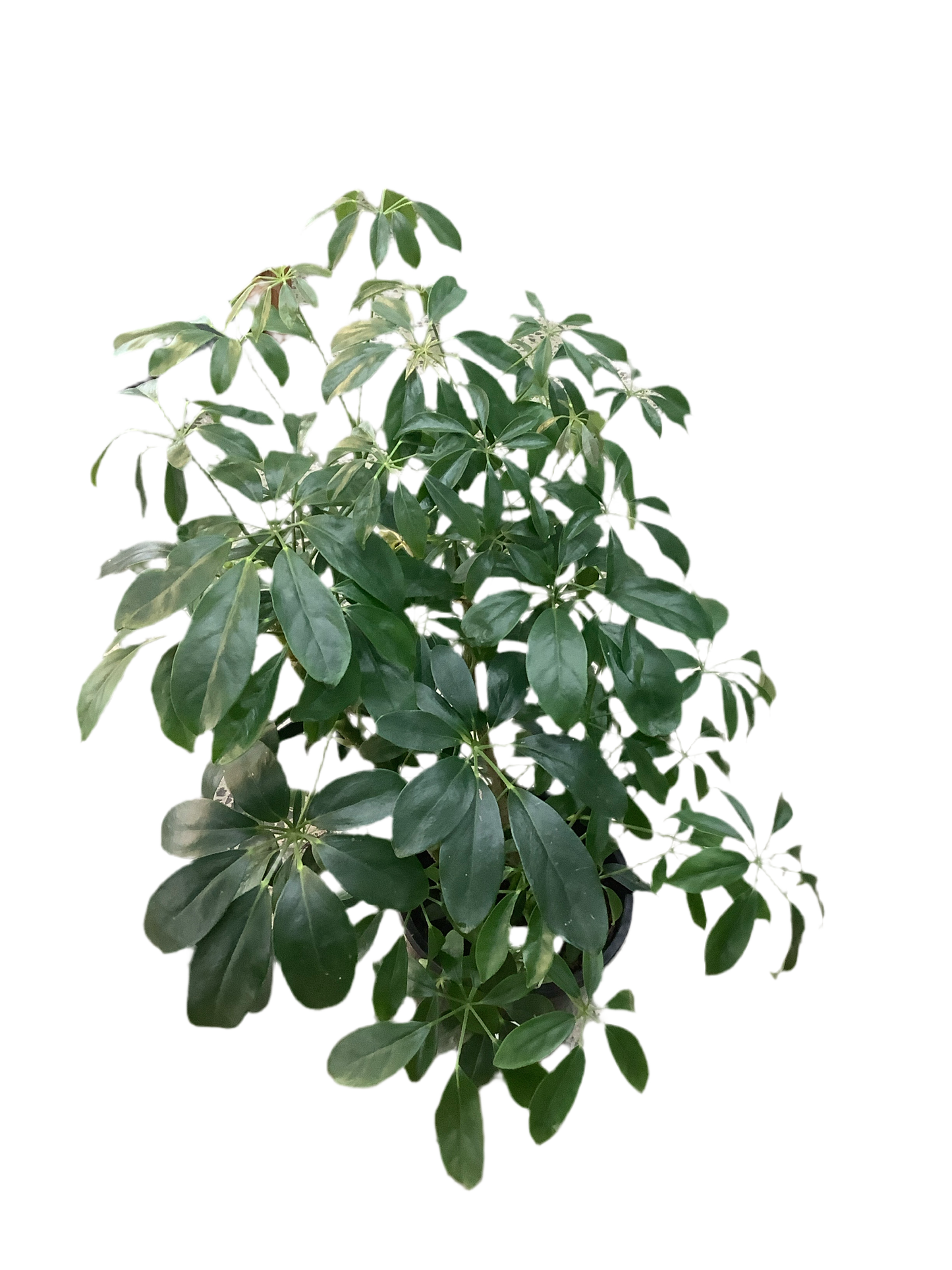 Assorted Schefflera Arboricola Umbrella Tree