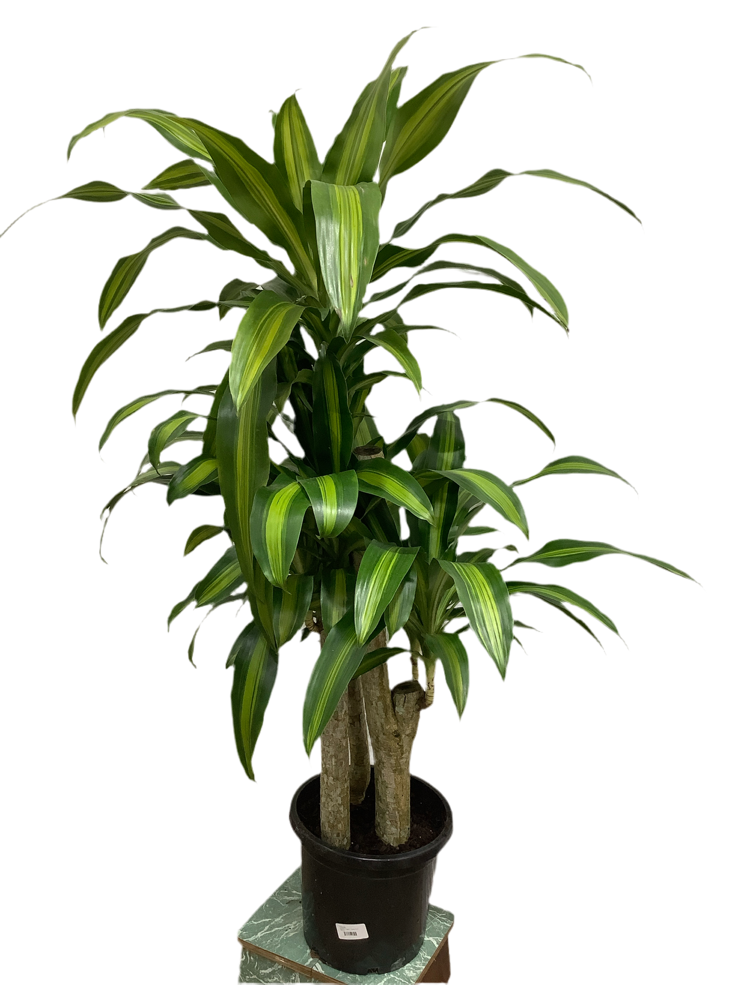 Dracaena fragans 'Happy Plant'