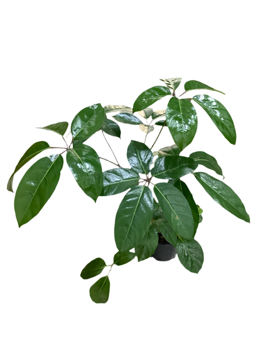 Schefflera actinophylla ‘Alpine Umbrella’