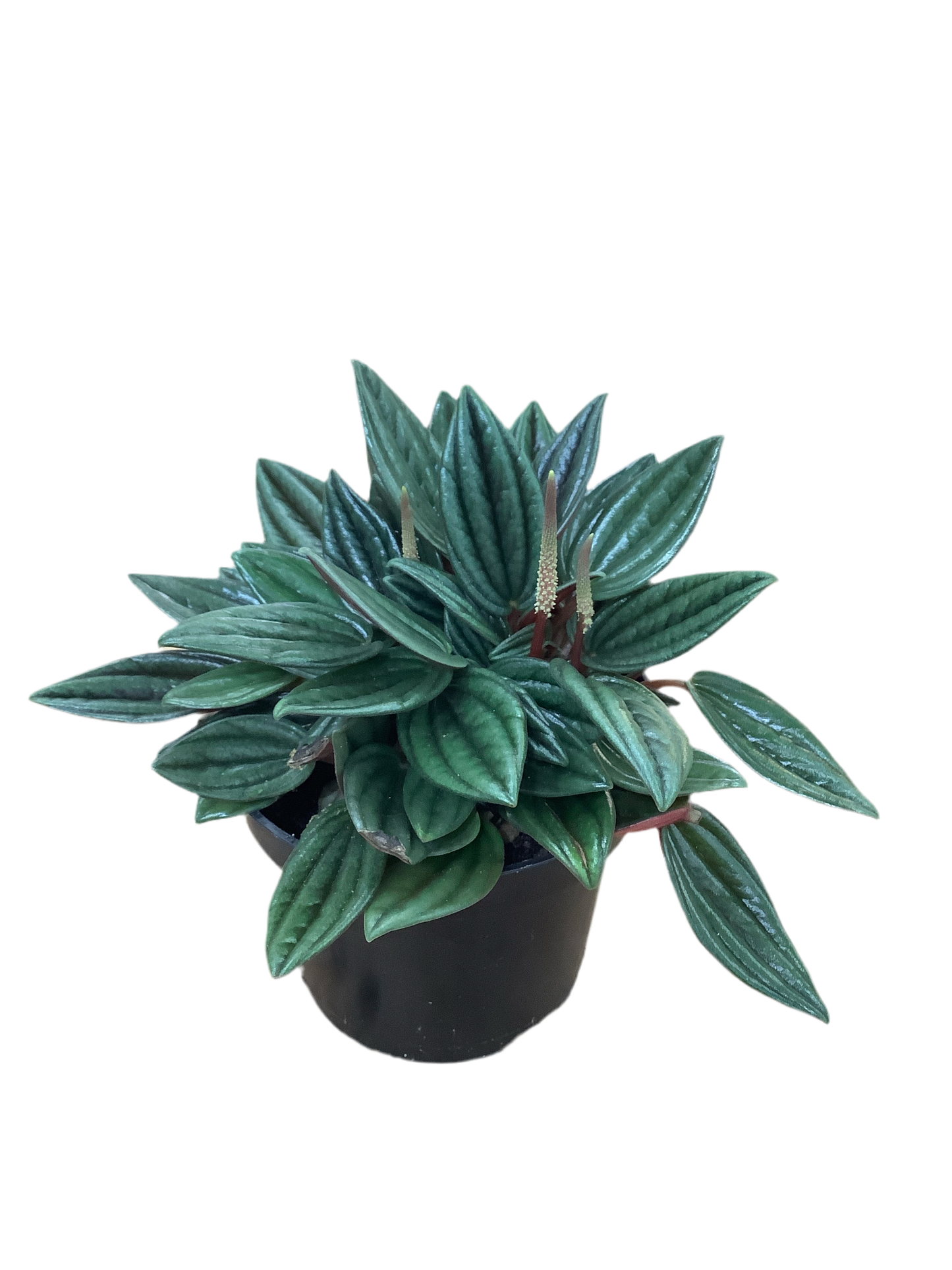 Peperomia caperata 'Rosso'