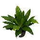 Asplenium australisicum 'Birds Nest Fern'