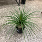 Beaucarnea recurvata ‘Ponytail Palm’